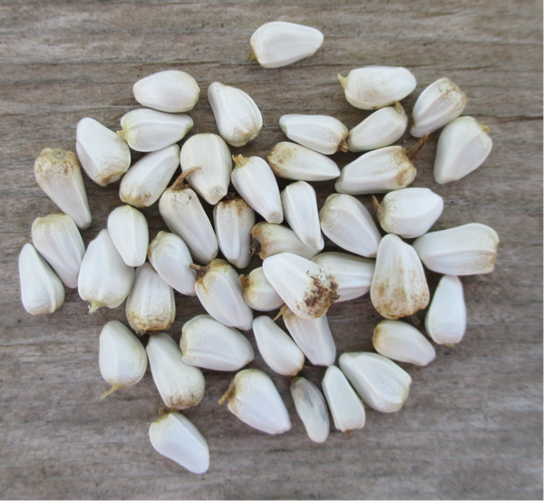 Corrales Azafran Safflower Seeds