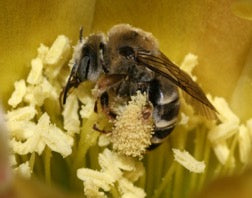 cactus bee