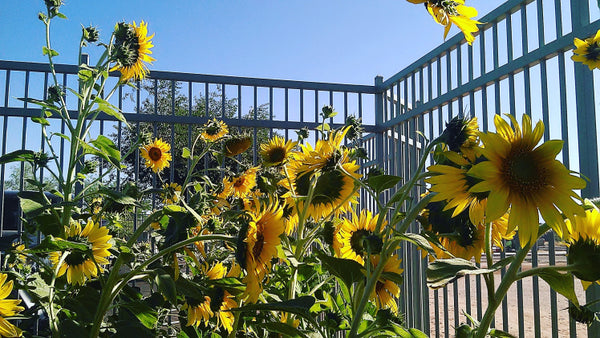 sunflowers in three sisters garden
