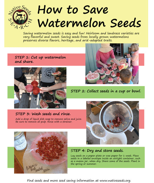 how to save watermelon seeds
