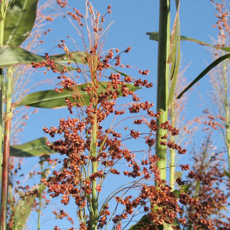 apache red sugarcane native seeds search apache red