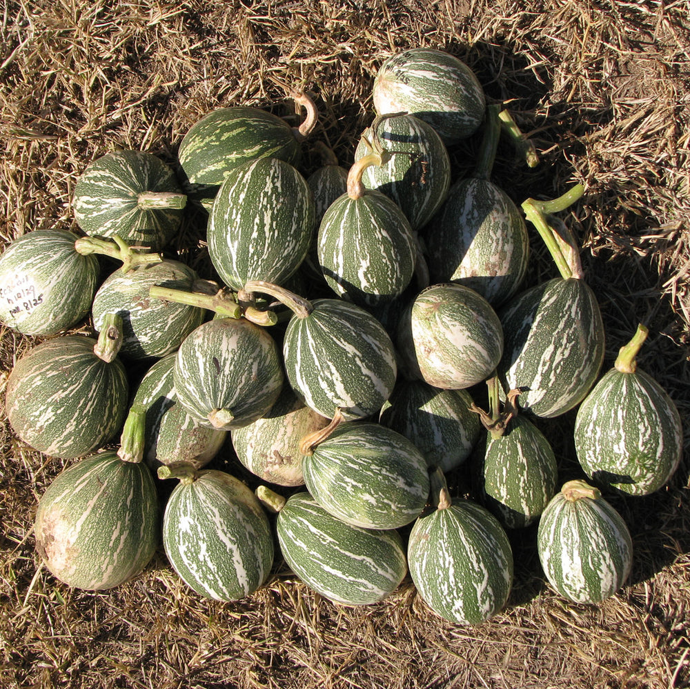 Seeds Squash Cushaws Native Seeds Search 0126