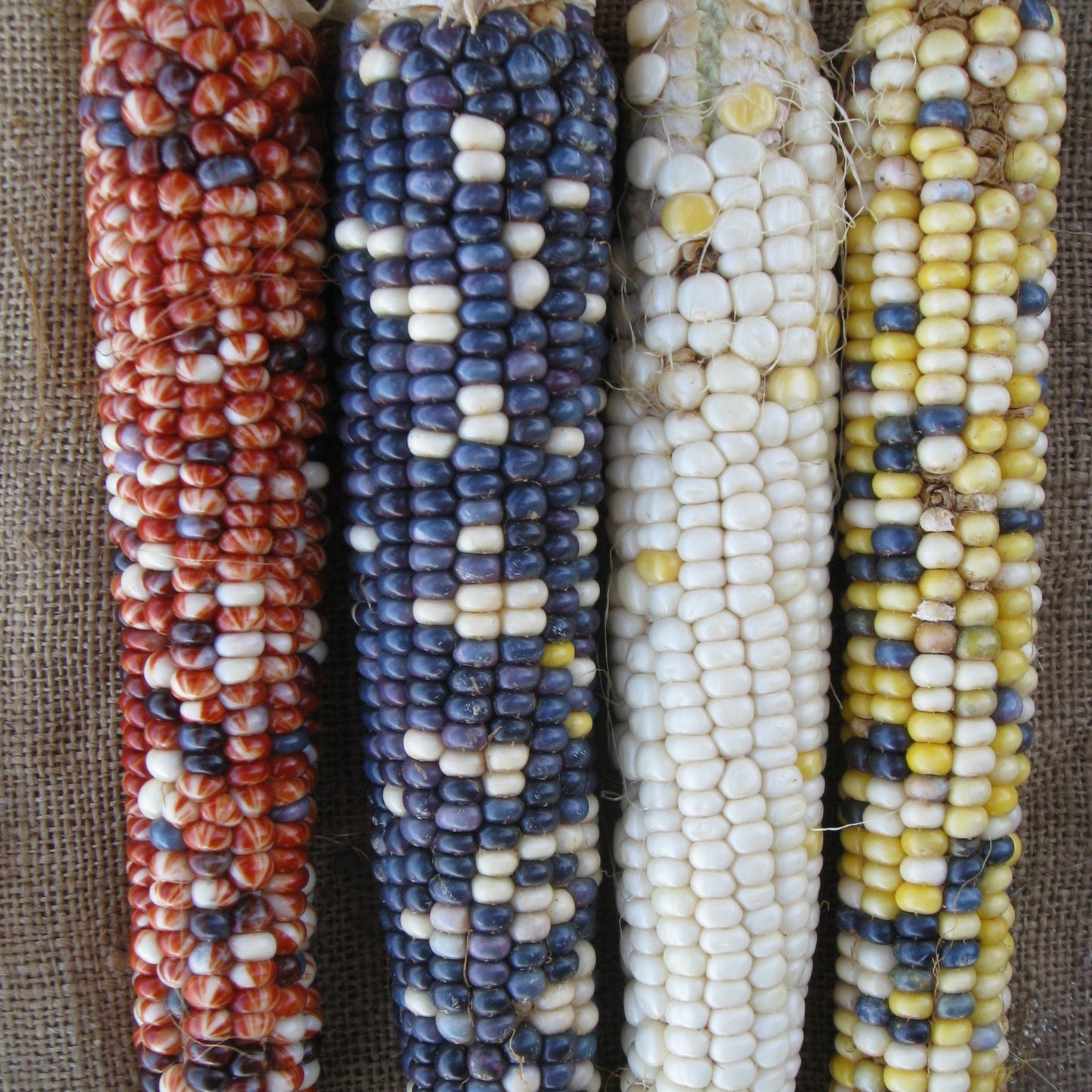 Glass Gem Corn Seeds 847 · Turtle Tree Seed Initiative