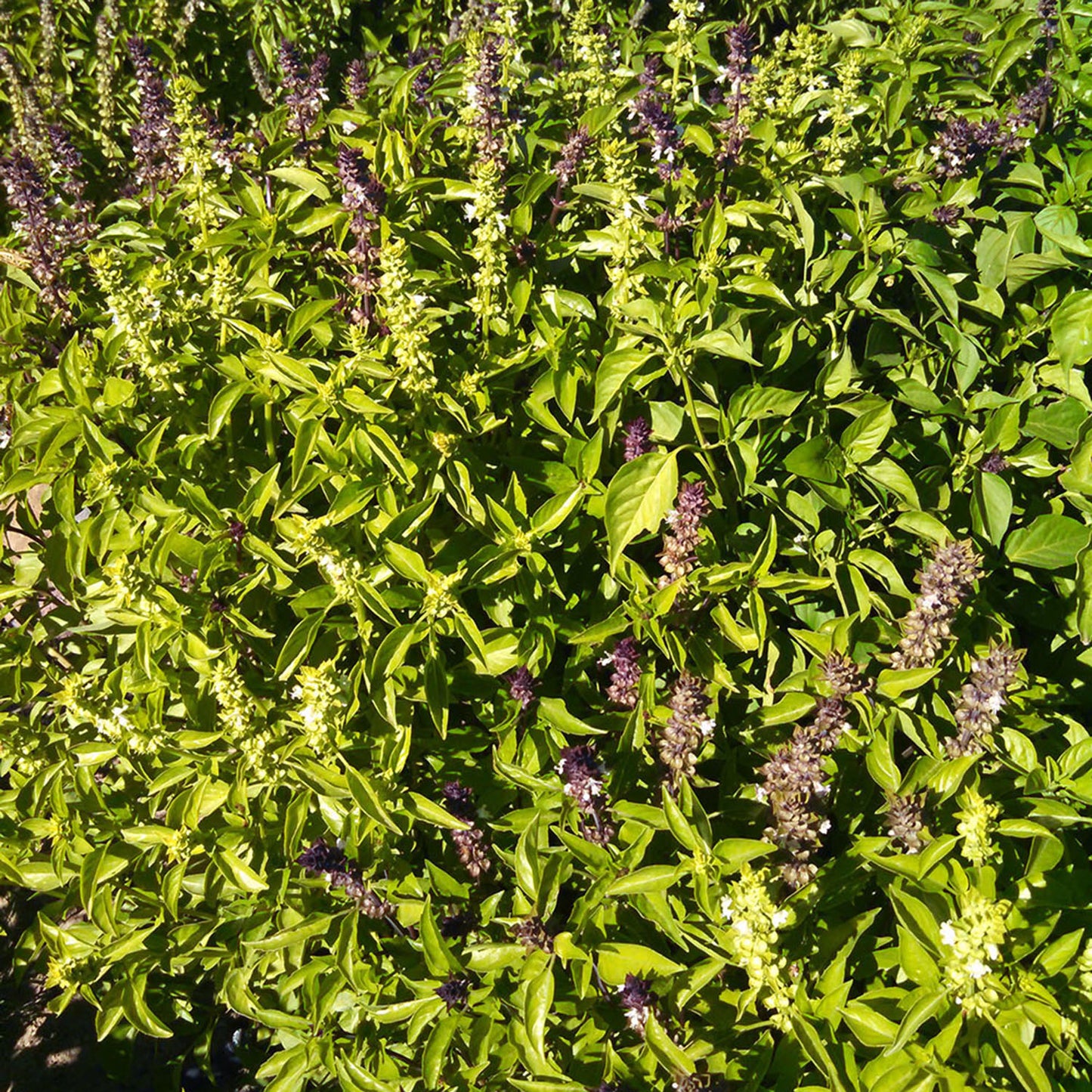 Mrs Burns Famous Lemon Basil Native Seeds Search