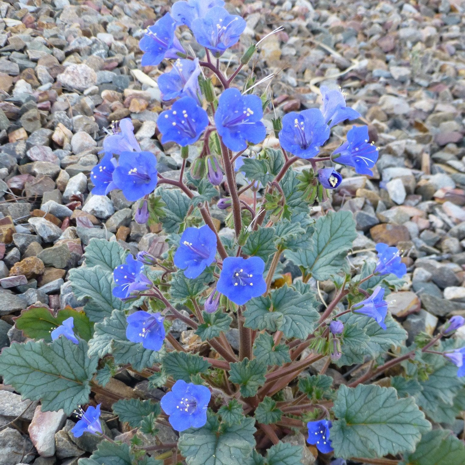 Desert Blue Bells Native Seeds Search