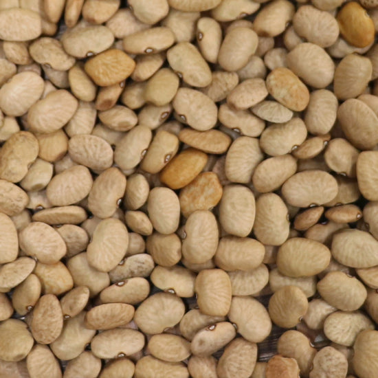 Seeds > Beans - Tepary – Native-Seeds-Search