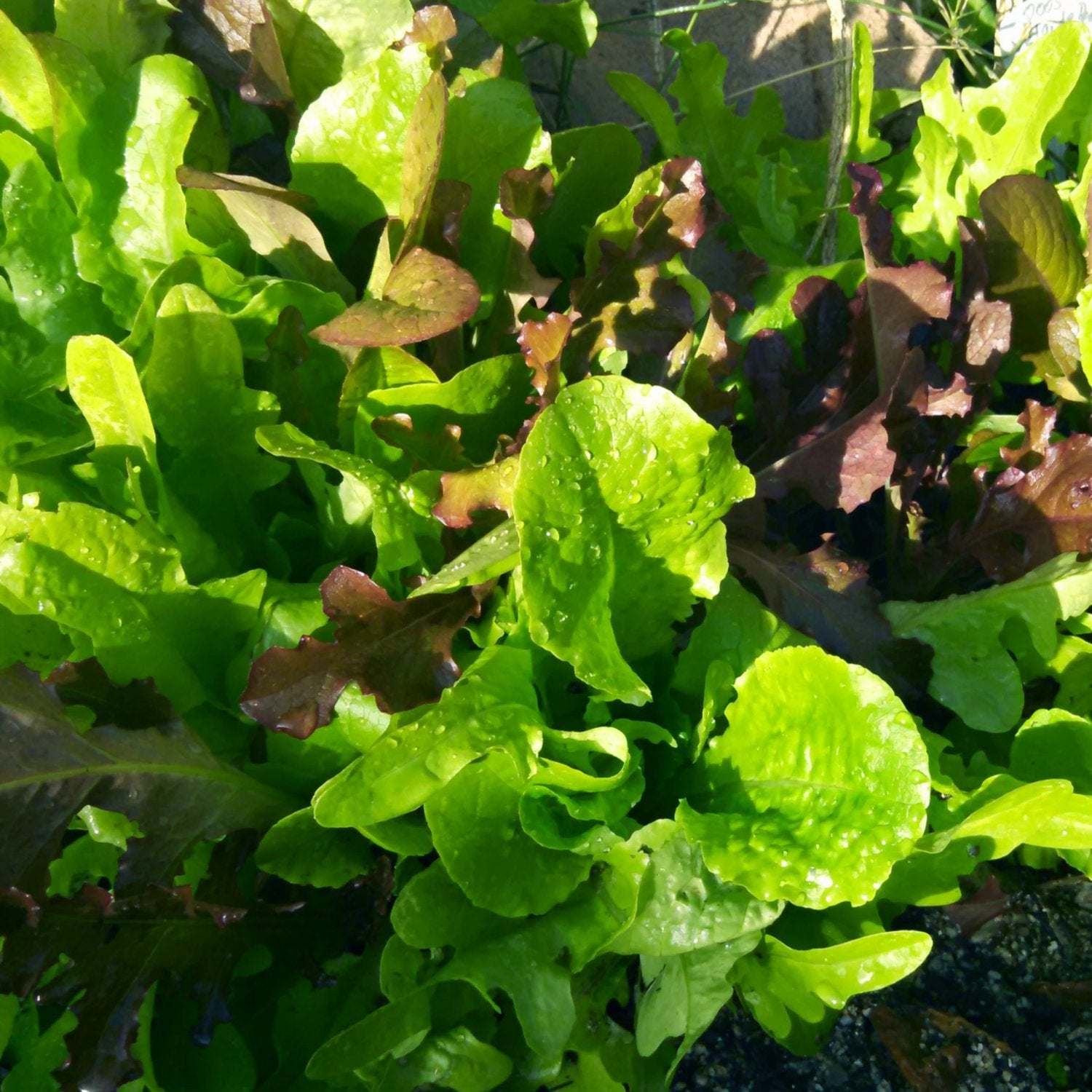 artisan mix lettuce