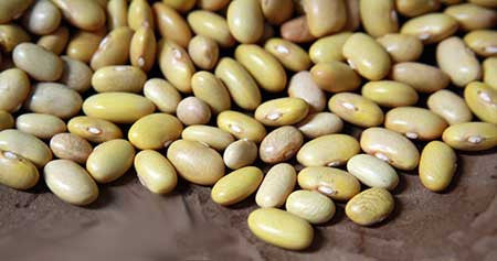 beans mayocoba seeds bean