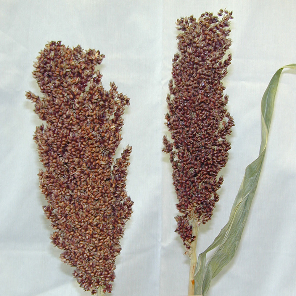 Indigenous Seeds Sorghum Native Seeds Search