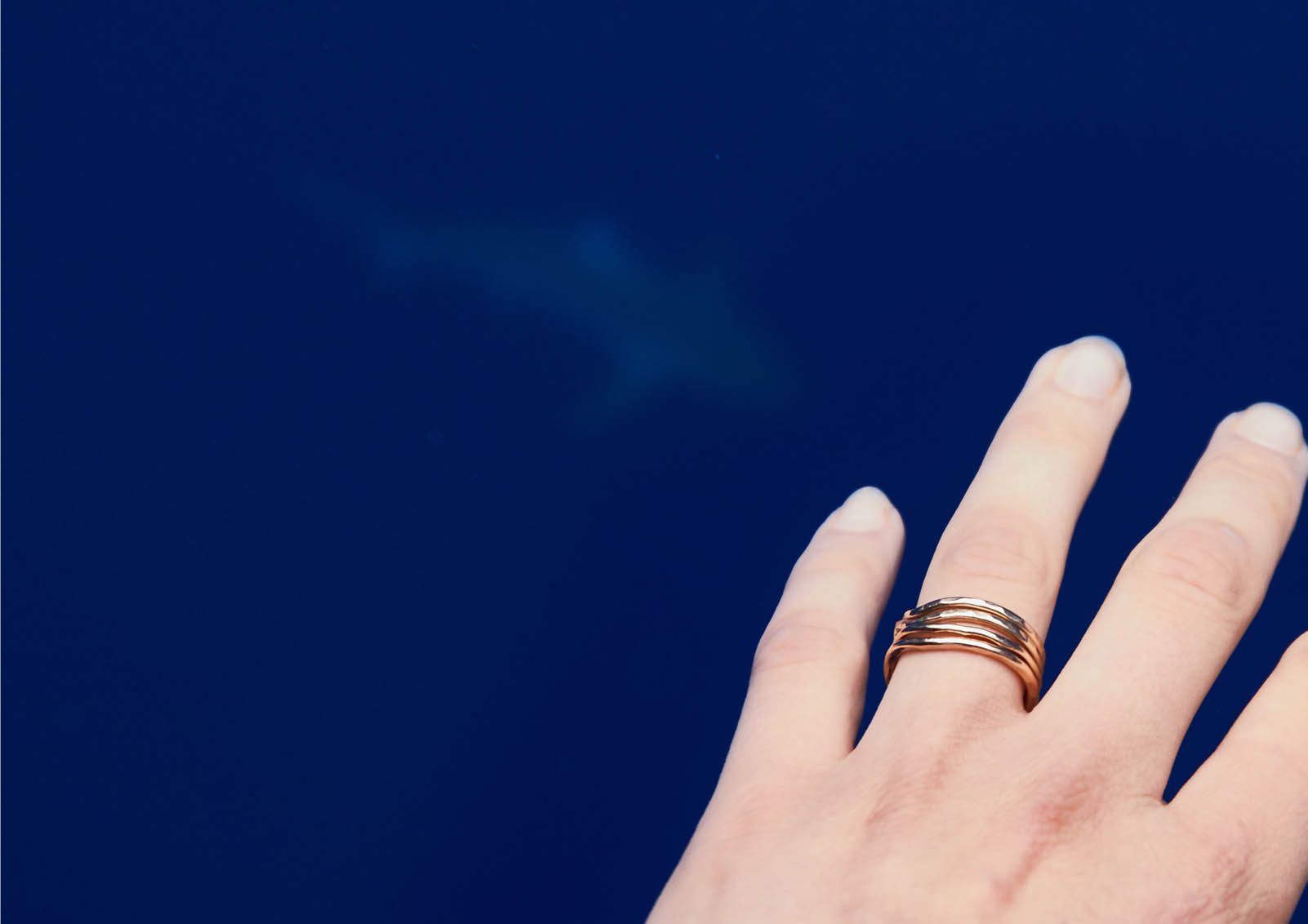 swimming with sharks