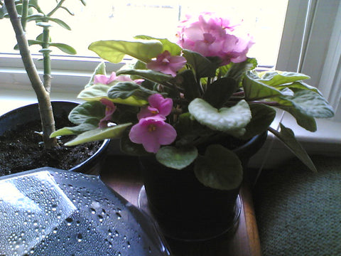 African Violet Indoor