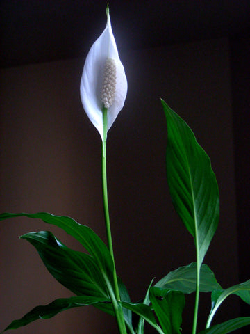 Peace Lily