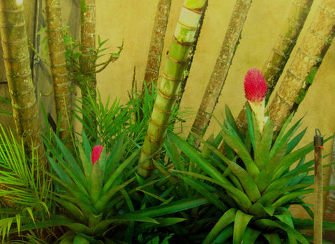 Bromeliads Indoor