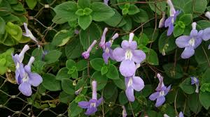 Cape Primrose