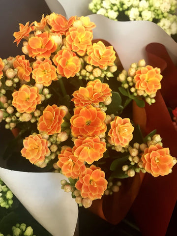 Flowering Kalanchoe