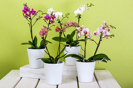 Orchid Indoor