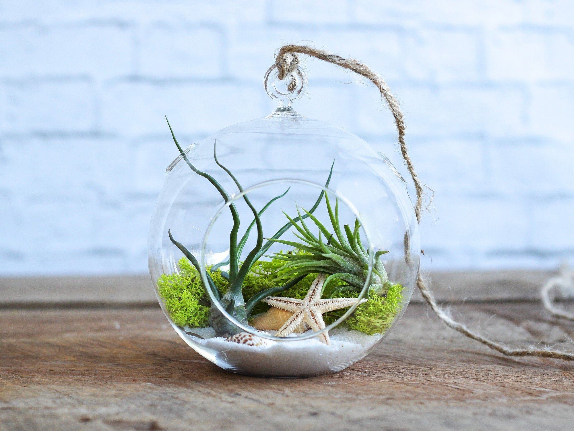  How To Make A Terrarium With Air Plants for Simple Design