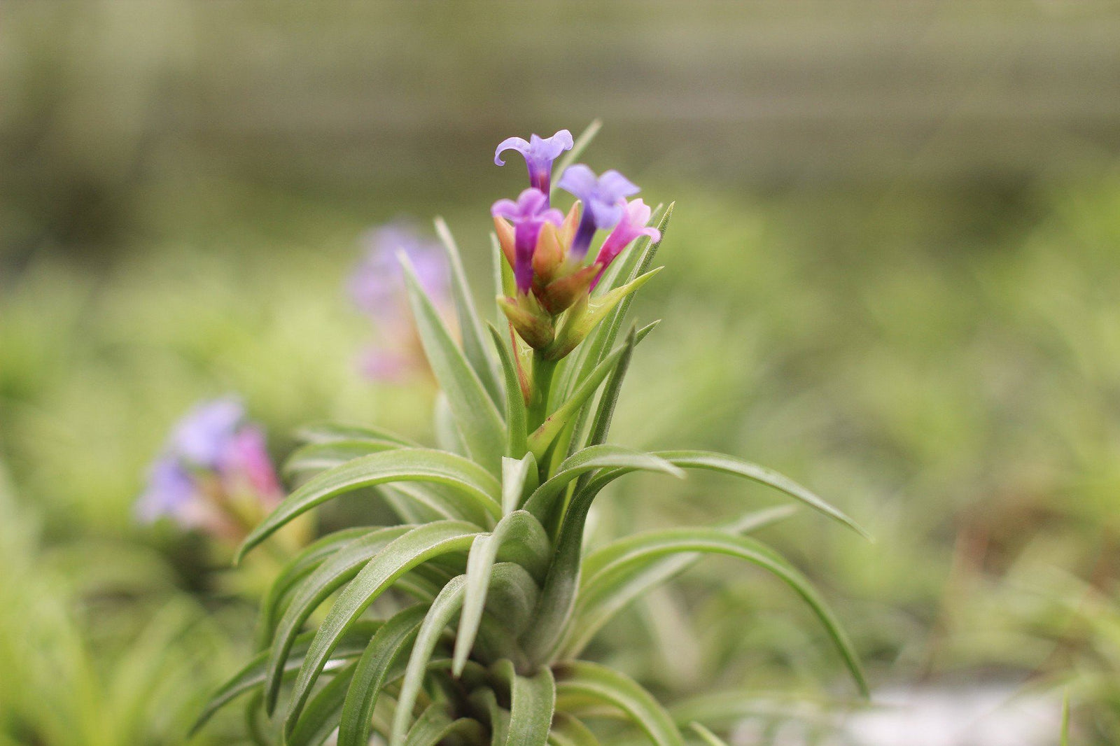 All About Those Blooms The Air Plant Blooming Process By - 