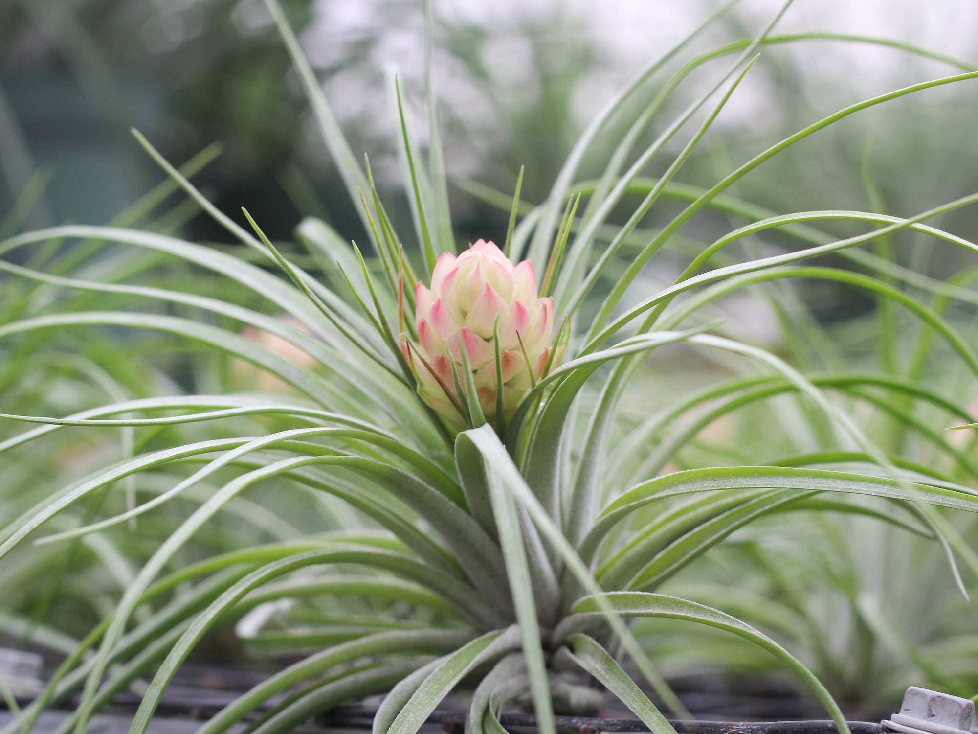 Minimalist Images Of Air Plants for Living room