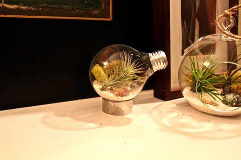 Tillandsia Air Plant Terrarium made with a Lightbulb