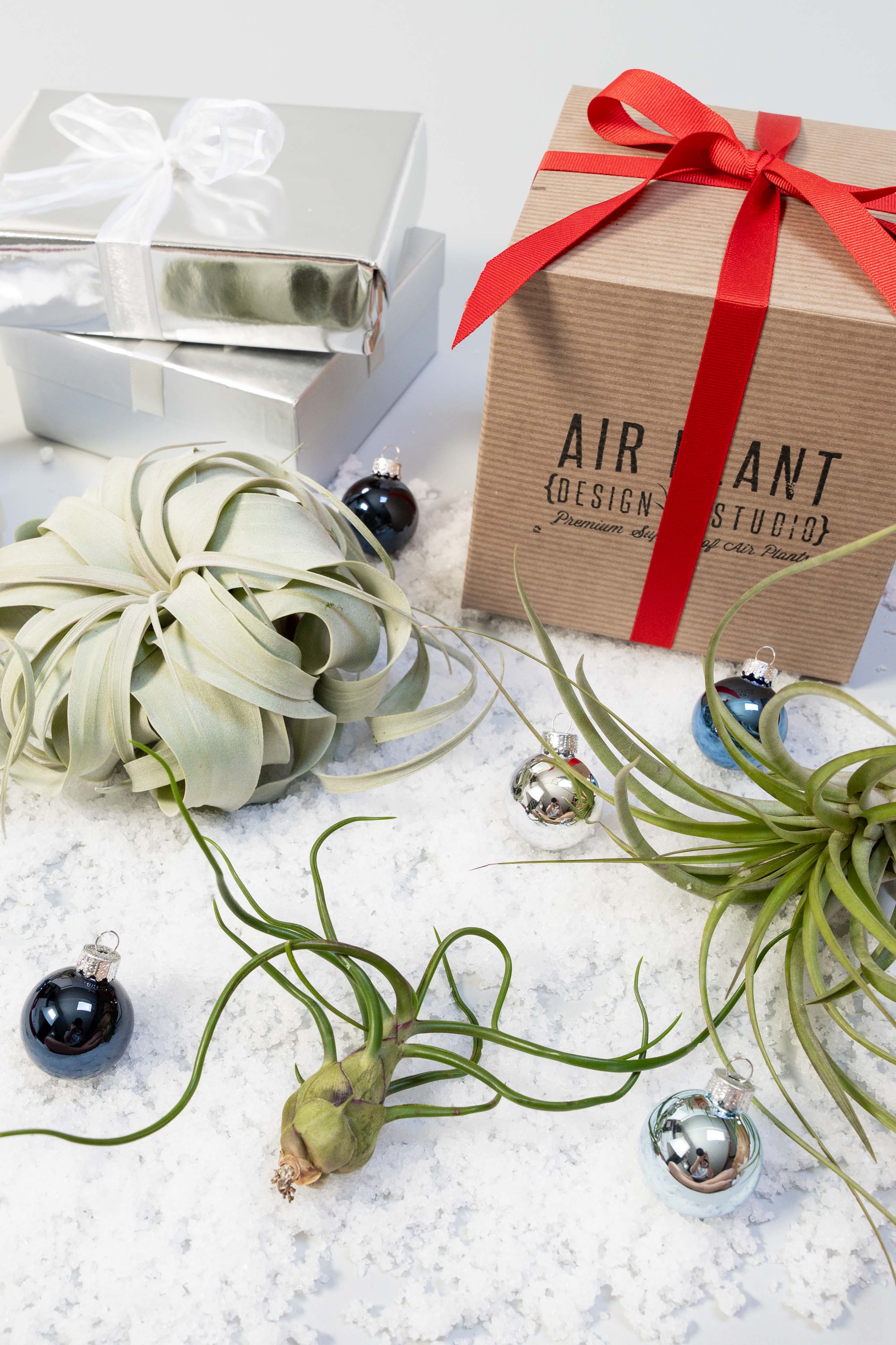 air plant tillandsia holiday gift present