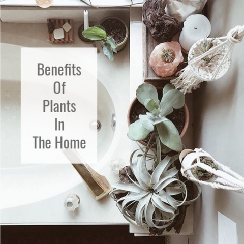 Benefits of Tillandsia air plants in the home 