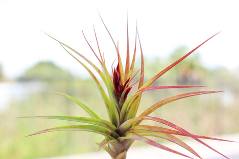 Tillandsia brachycaulos concolor hybrid air plant 