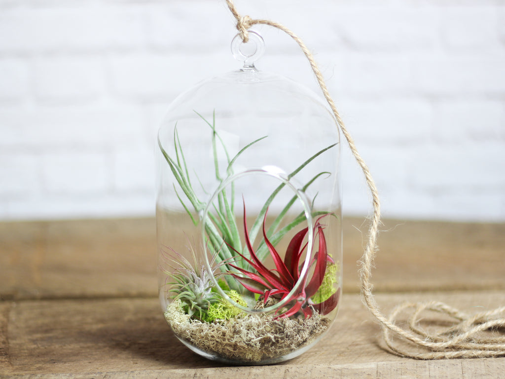 Capsule Glass Terrarium with Assorted Tillandsia Air Plants and Moss Kit