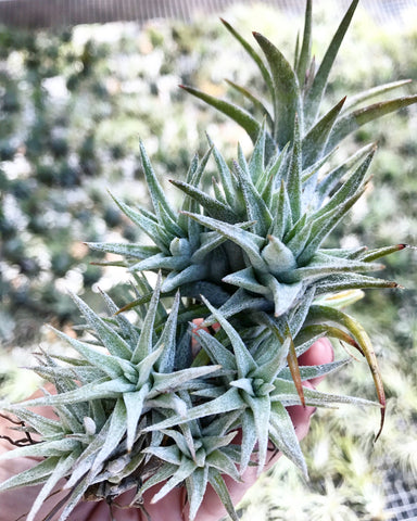 Tillandsia ionantha v. vanhyningii 