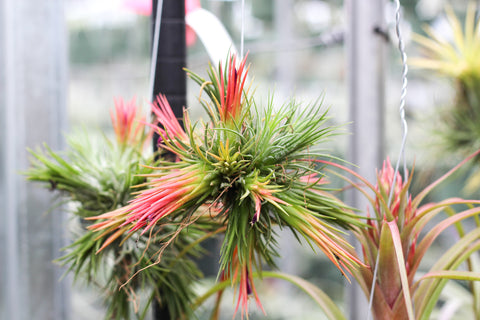 Tillandsia ionantha fuego air plant clump