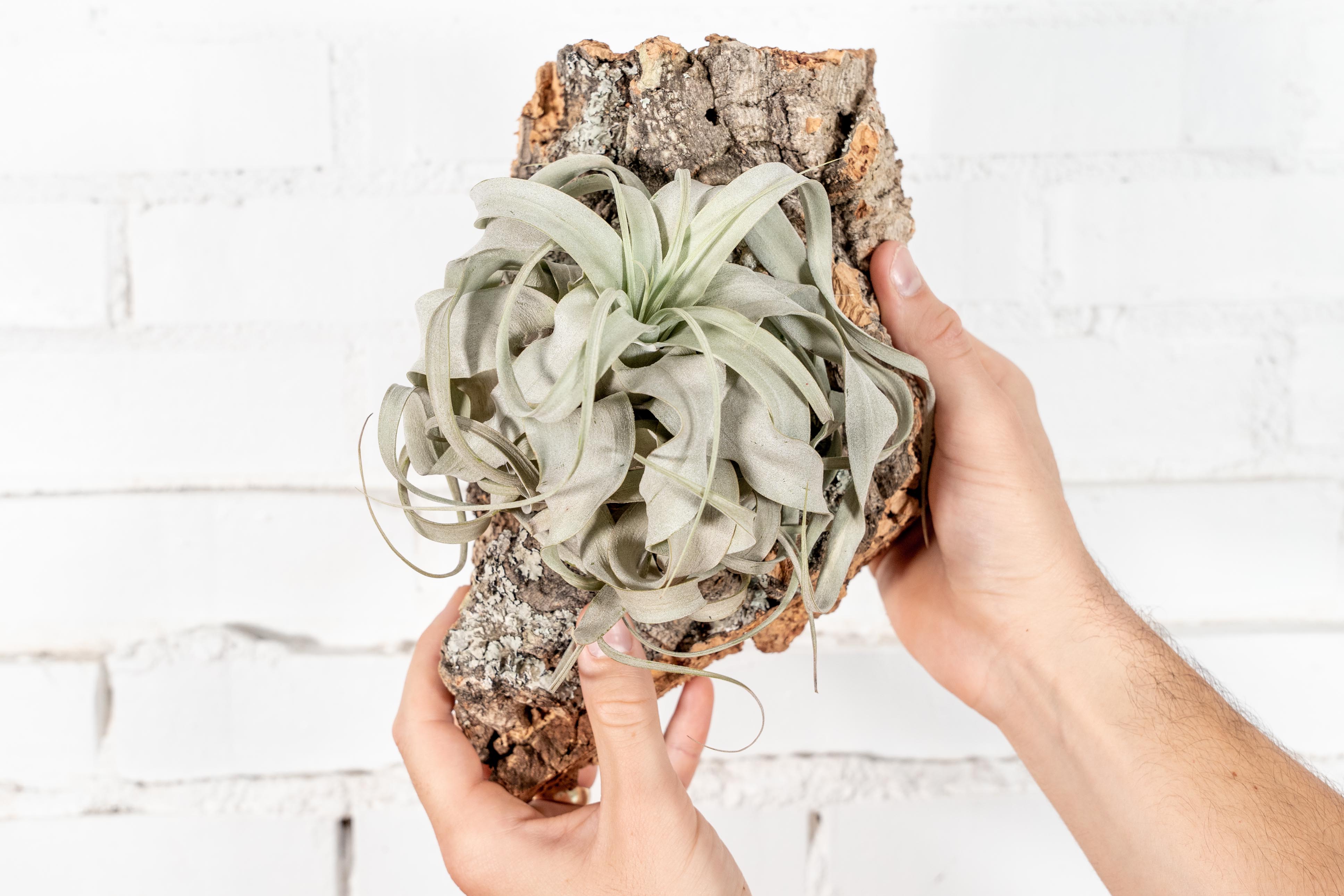 air plant tillandsia gift guide mothers day
