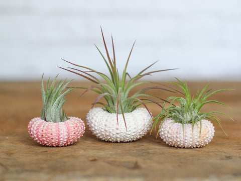 Pink Sea Urchins with Tillandsia Ionantha Scaposa Air Plants