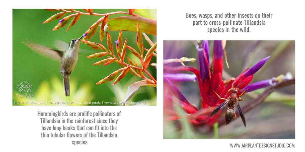 tillandsia air plant pollinators 