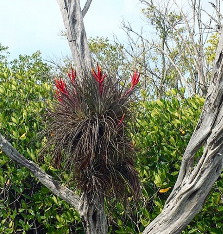 Wild tillandsia air plants growing in the Everglades 