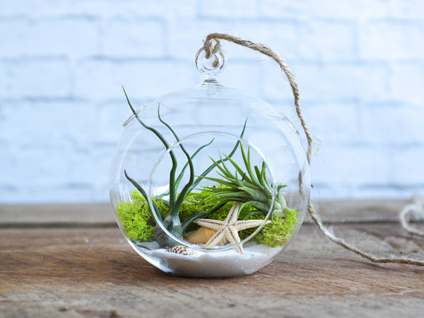 How to Make Tillandsia Air Plants Terrariums – Air Plant Design Studio