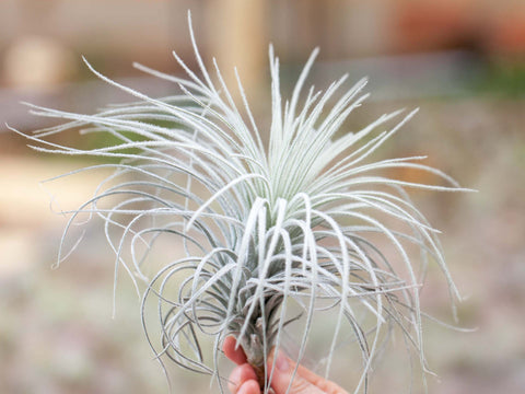 Tillandsia tectorum peru 