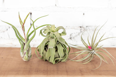 Faux Oversized Air Plant