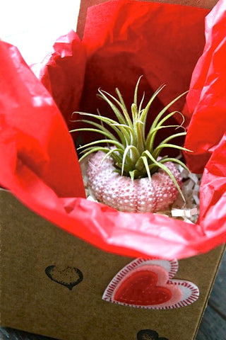 Pink urchin with tillandsia ionantha air plant in a decorated gift box with pink and red confetti paper
