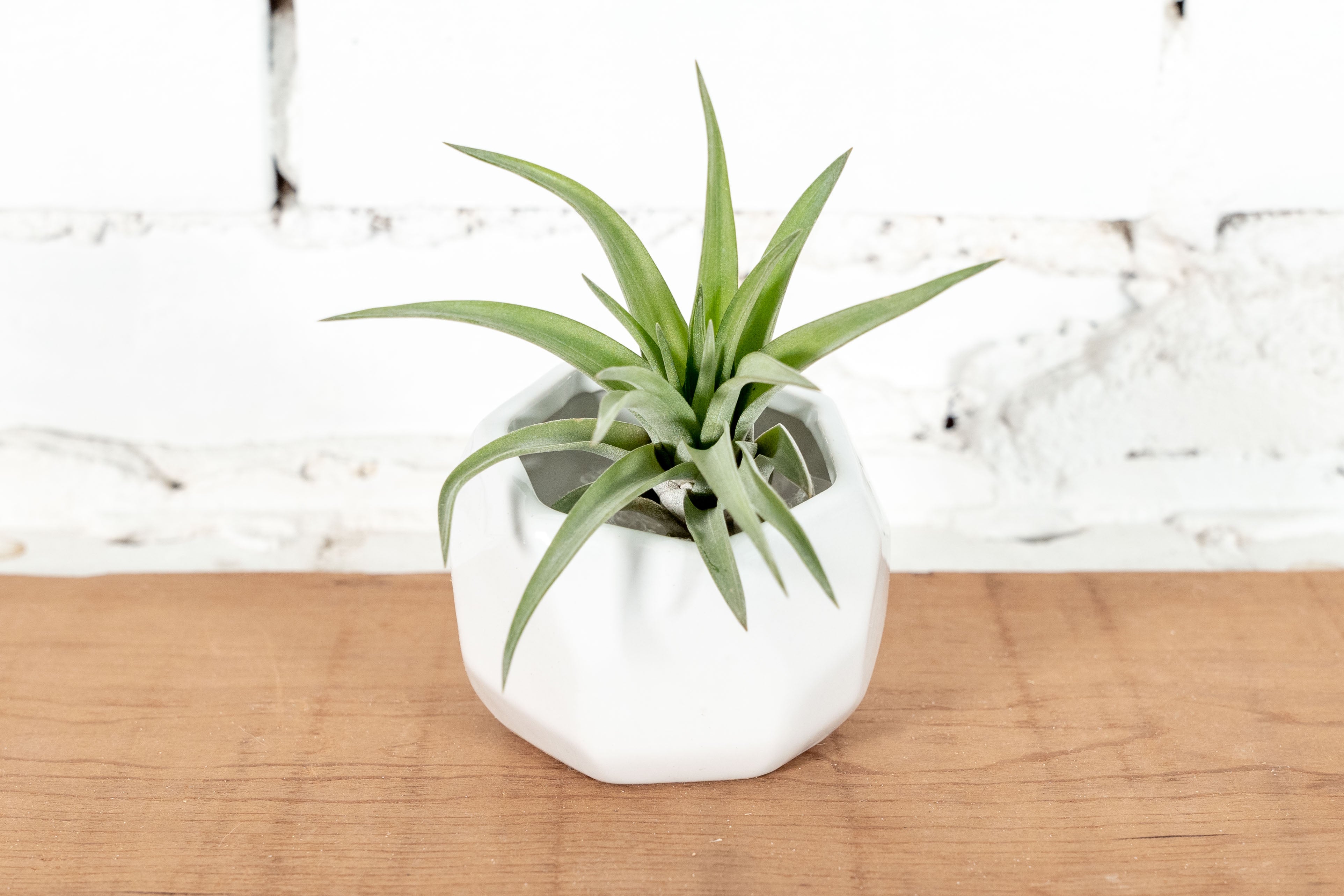 White Ceramic Geometric Pot with Assorted Tillandsia Air Plant