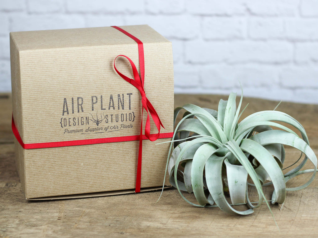 air plant design studio tillandsia gift xerographica