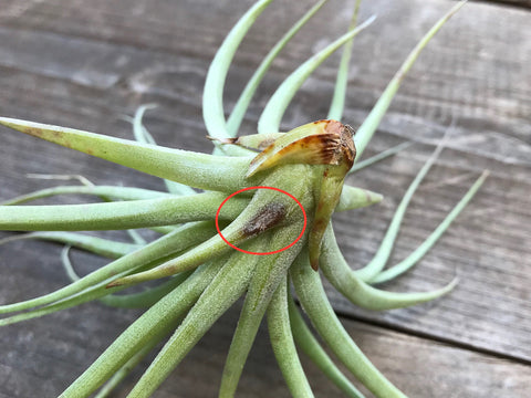Tillandsia stricta with brown spot due to rot 