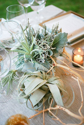 air plant wedding decor 