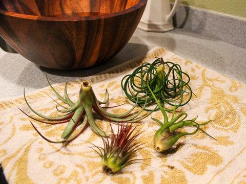 Tillandsia Air Plants next to a Bowl of Water