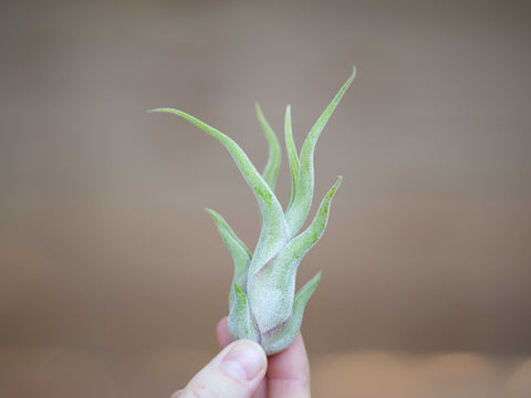 Tillandsia caput medusae air plant 