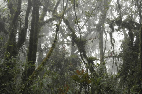 Epifyten groeien in nevelwoud in Peru