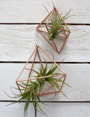 Copper air plant holders 