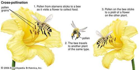 cross-pollination diagram 