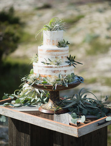 air plant wedding cake 