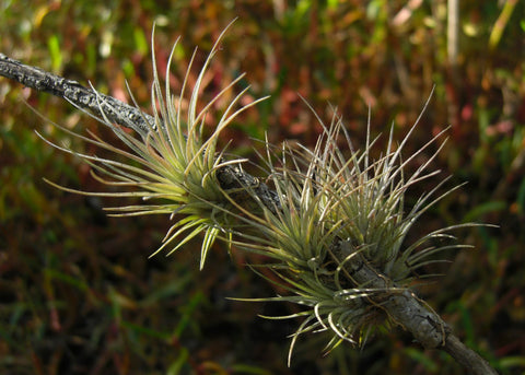 Plantas de aire Tillandsia epífitas