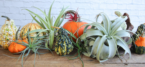 fall air plants